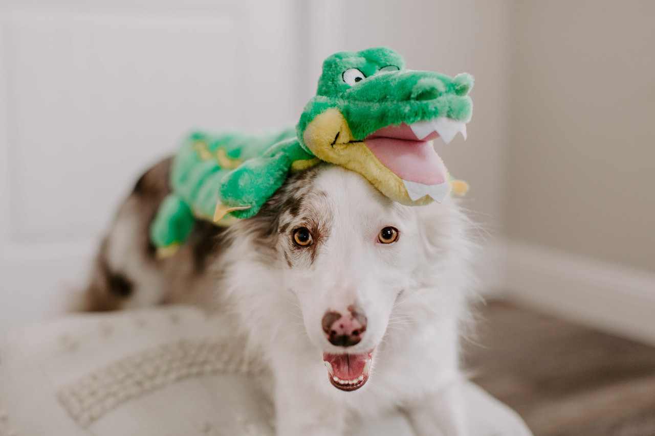 Squeaker Matz Plush Toy, Gator - Image 30