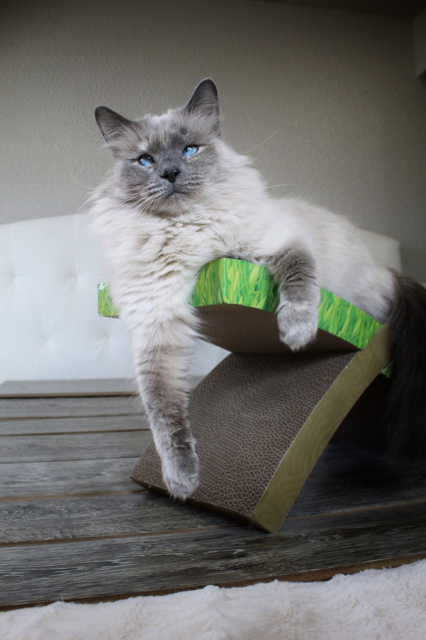 Easy Life Hammock Cat Scratcher, Multi - Image 8