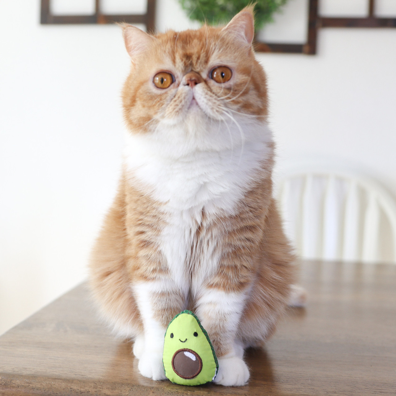 Lil' Avocato Dental Health Cat Chew Toy, Green - Image 6