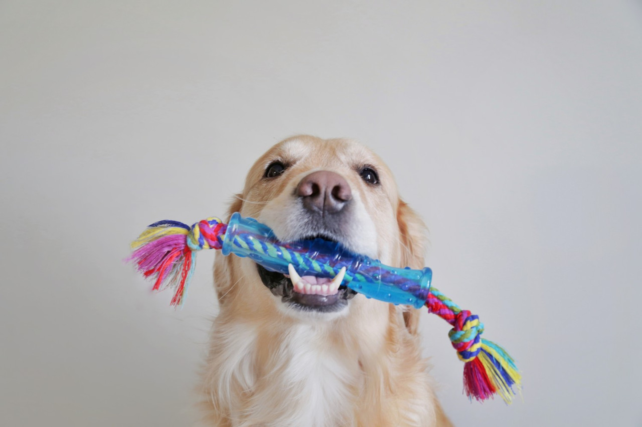 Orka Stick Alternative Dog Chew Toy, Royal Blue - Image 3