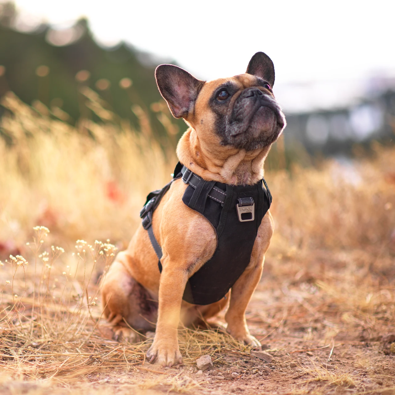 Boulder Adventure Adjustable Dog Harness - Image 7