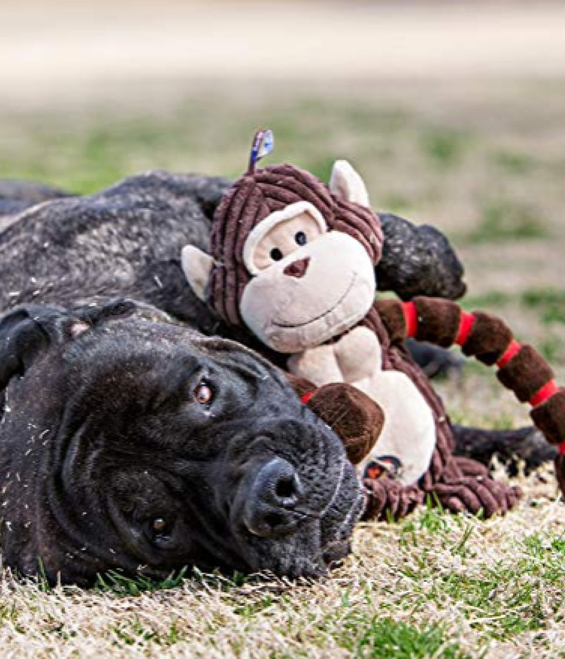 Thunda Tugga Plush Dog Tug Toy - Image 24