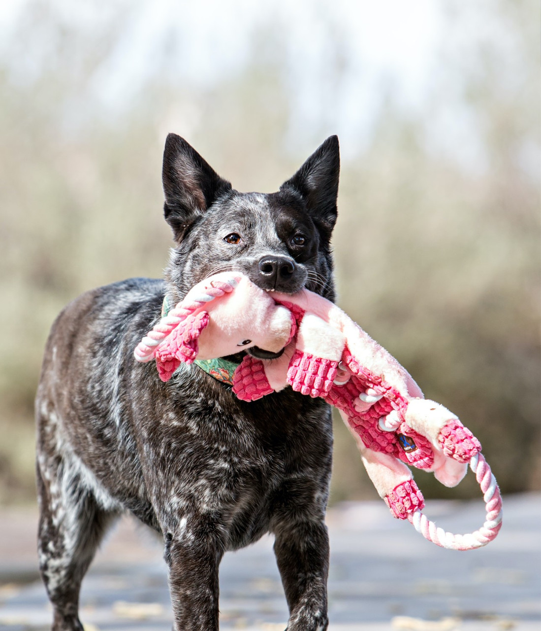 Ropes-A-Go-Go Interactive Plush Dog Tug Toy - Image 22