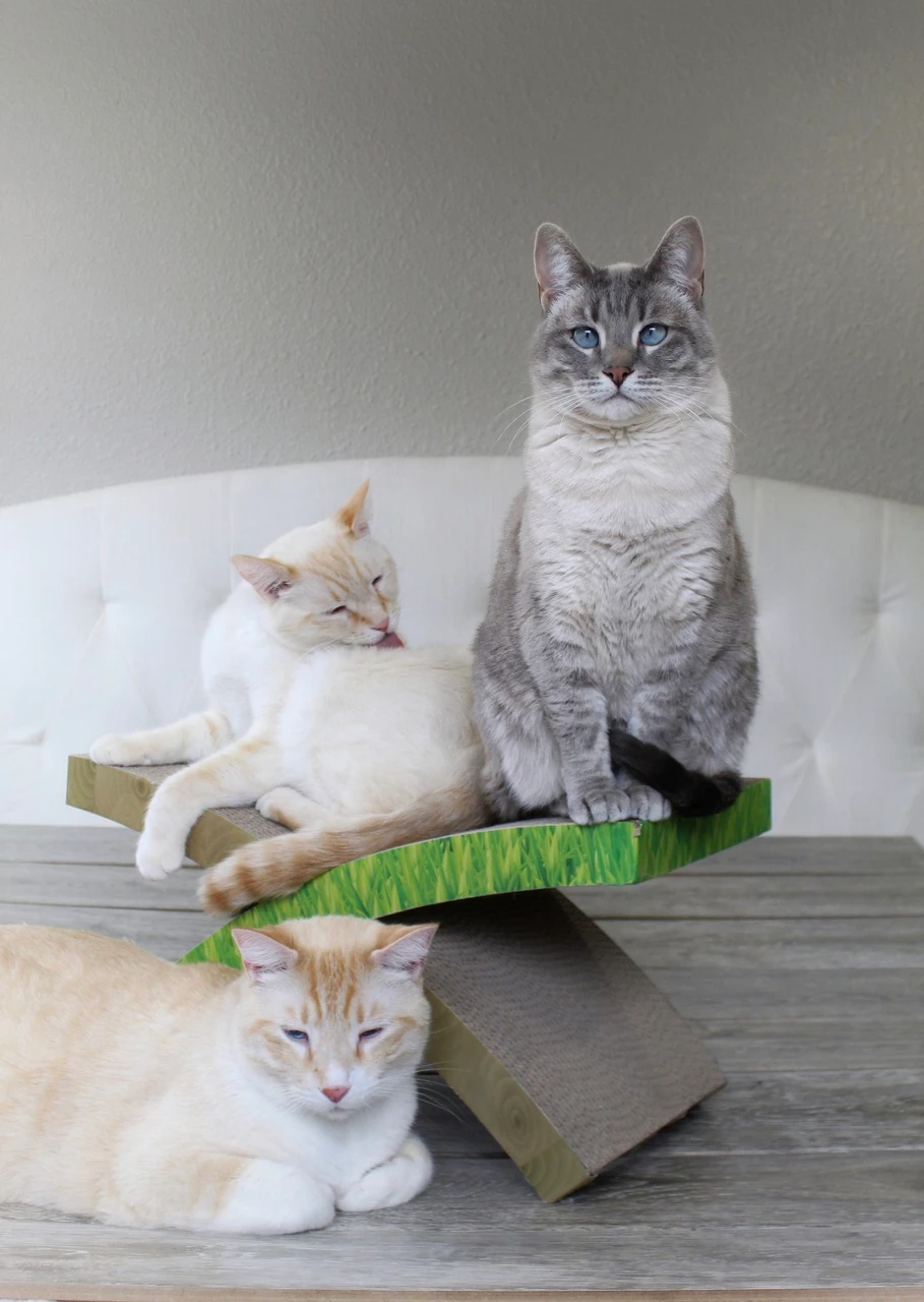 Easy Life Hammock Cat Scratcher, Multi - Image 7