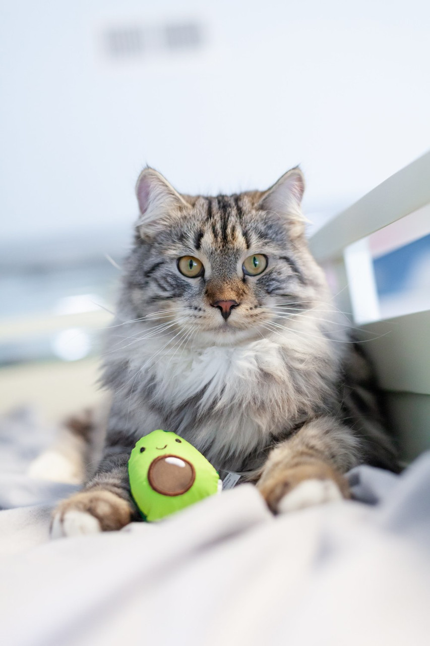 Lil' Avocato Dental Health Cat Chew Toy, Green - Image 7