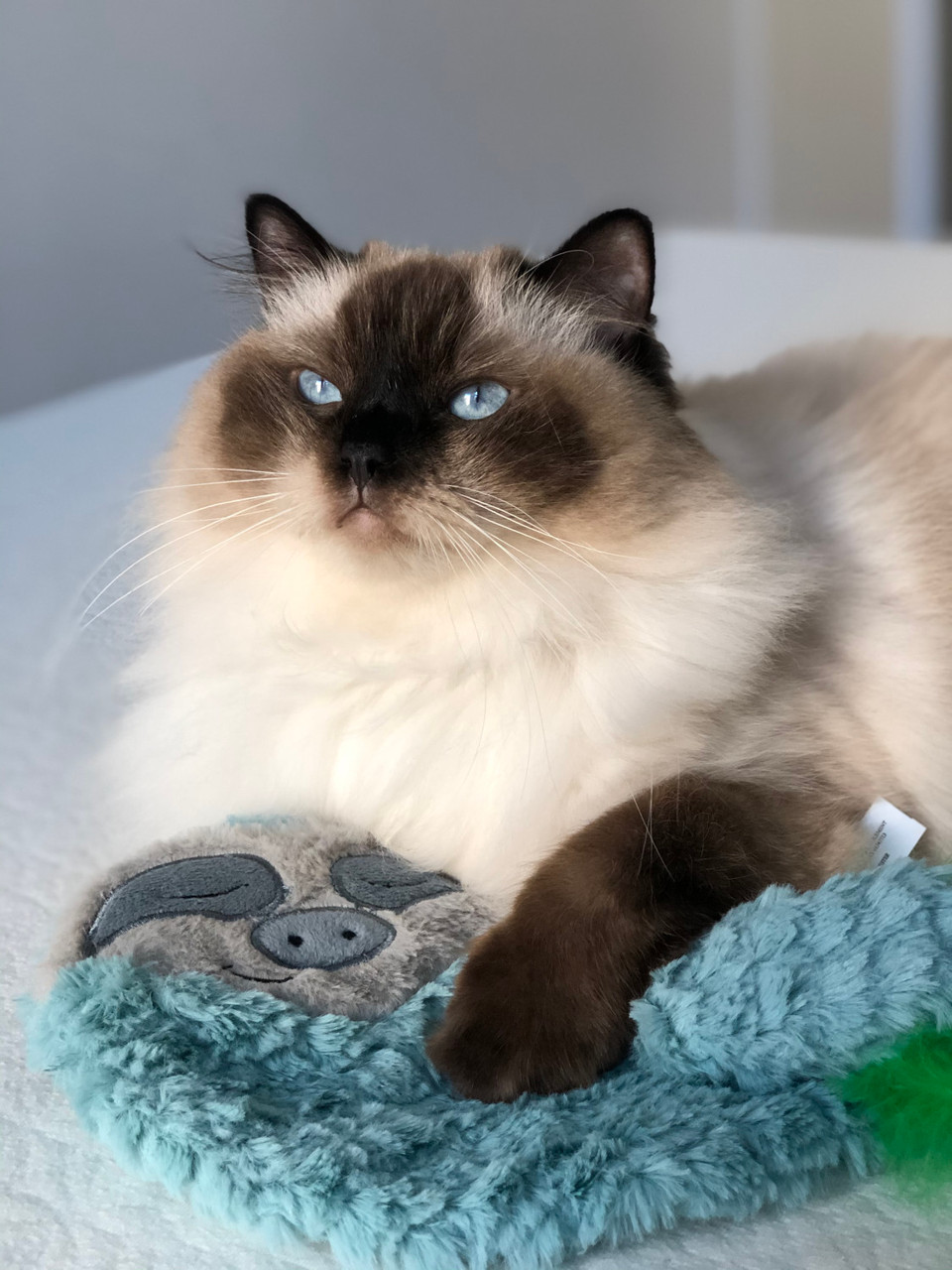 Purr Pillow Snoozin' Sloth Plush Cat Toy, Green - Image 4