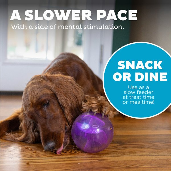 Mazee Interactive Puzzle Dog Toy, Purple - Image 5