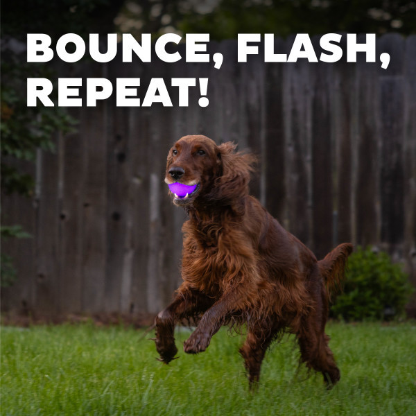 Orbee-Tuff Strobe Ball Light Up Dog Toy, Purple - Image 4