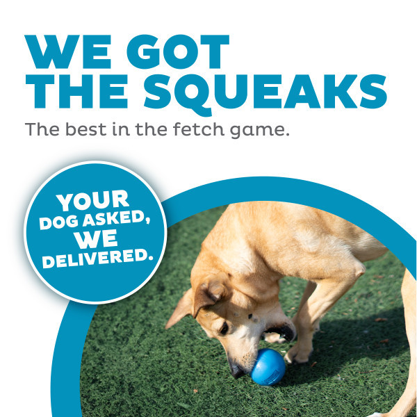 Orbee-Tuff Squeak Ball Dog Toy - Image 2