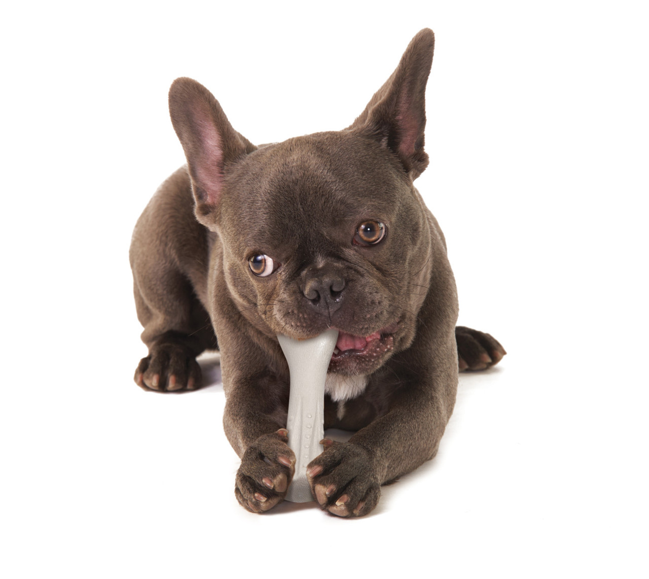 Deerhorn Antler Alternative Dog Chew Toy - Image 12