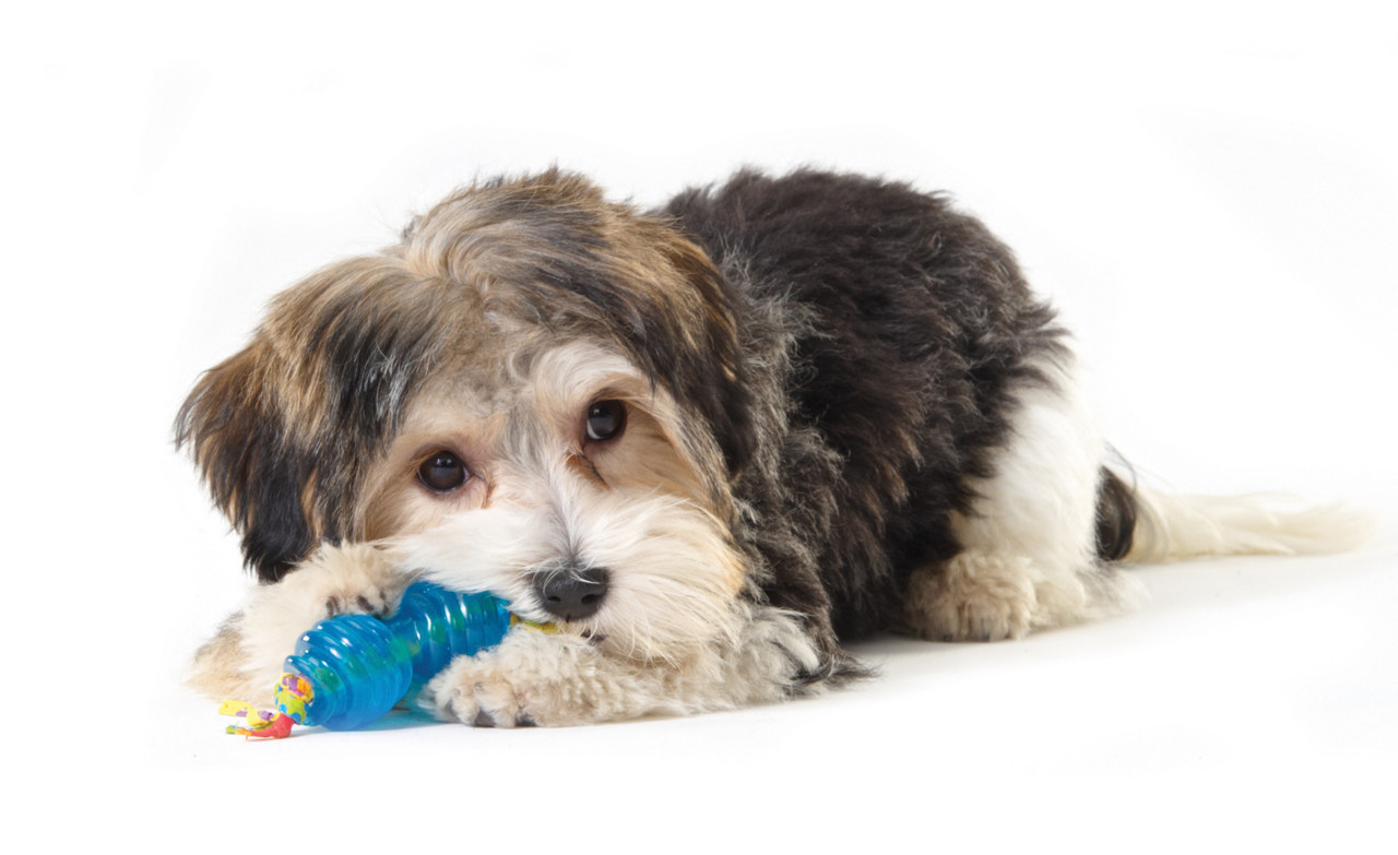 Mini Orka Chew Pair Dog Toys - 2 Pack, Royal Blue, Small - Image 4