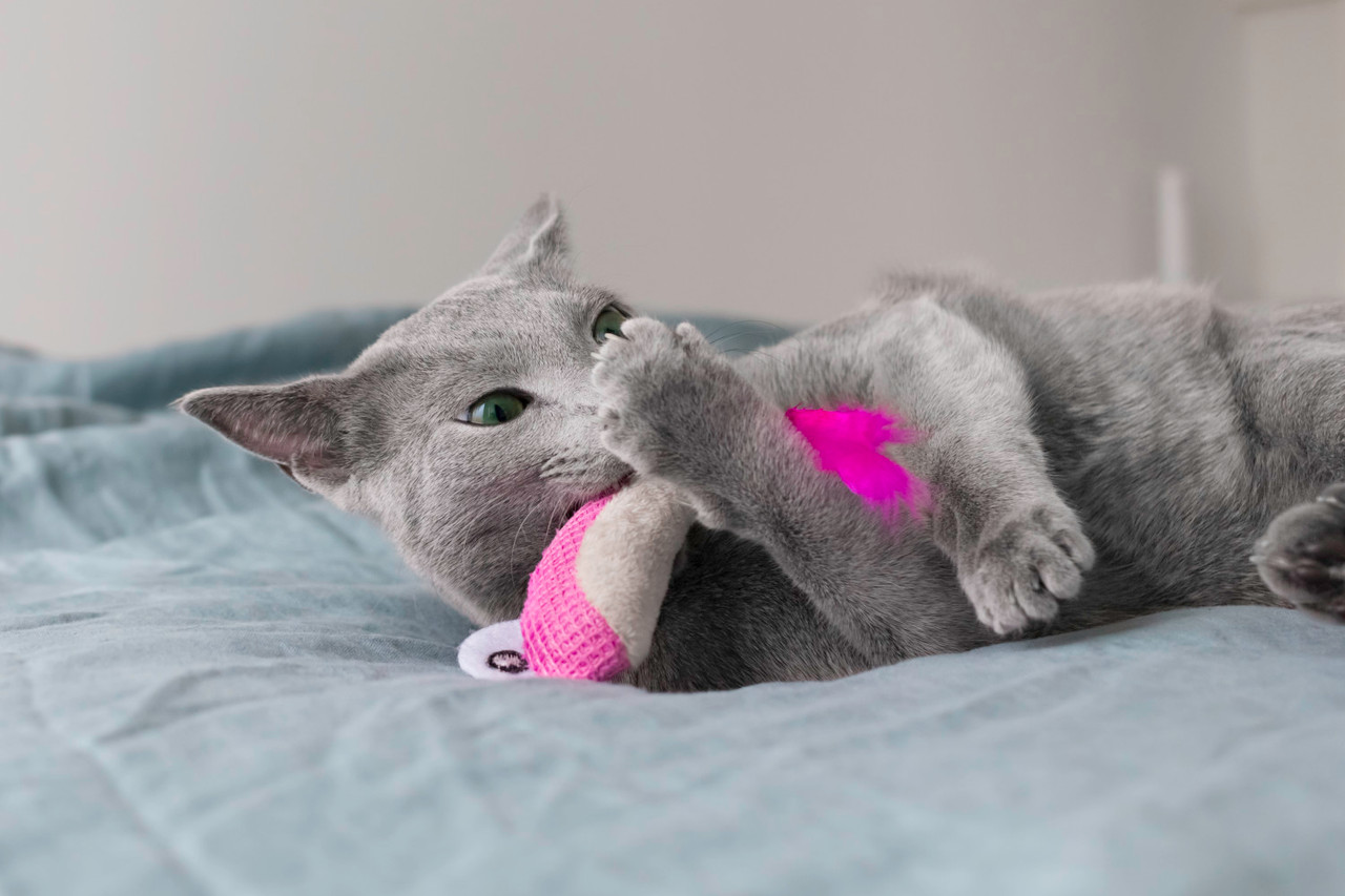 Dental Shrimpies Cat Chew Toy - 2 Pack, Multi - Image 6