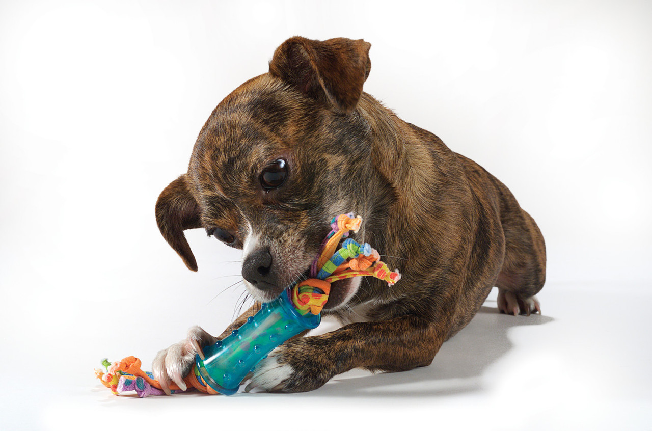 Orka Mini Dental Dog Chew Toys - 3 Pack, Multi, Mini - Image 2
