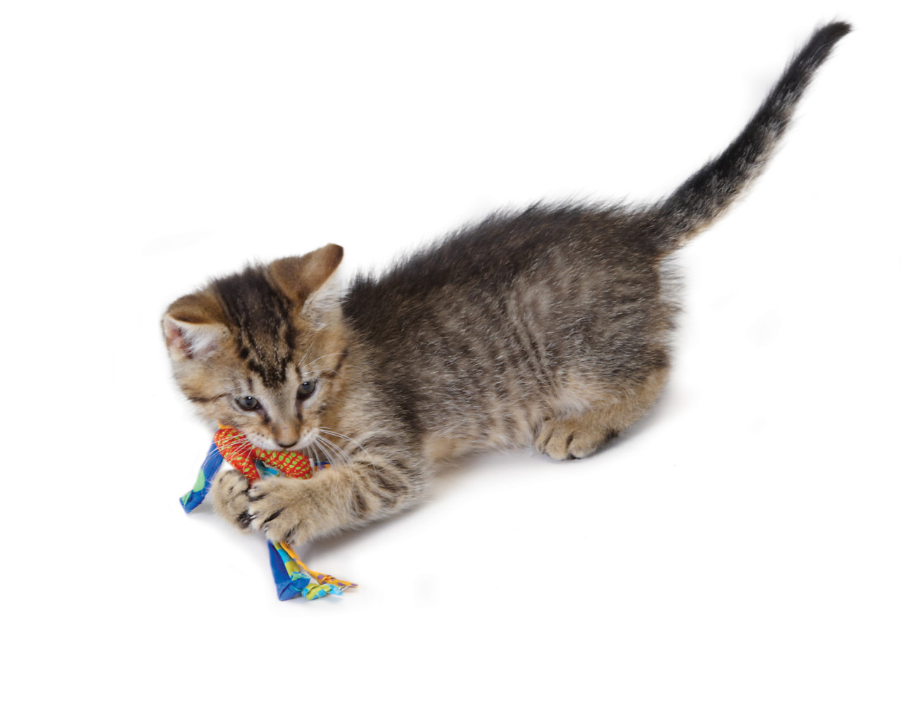 Catnip Dental Health Cat Chew Toy - 2 Pack, Multi - Image 6