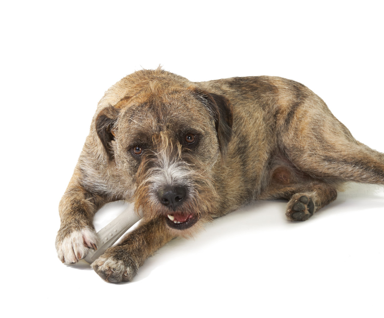 Deerhorn Antler Alternative Dog Chew Toy - Image 6
