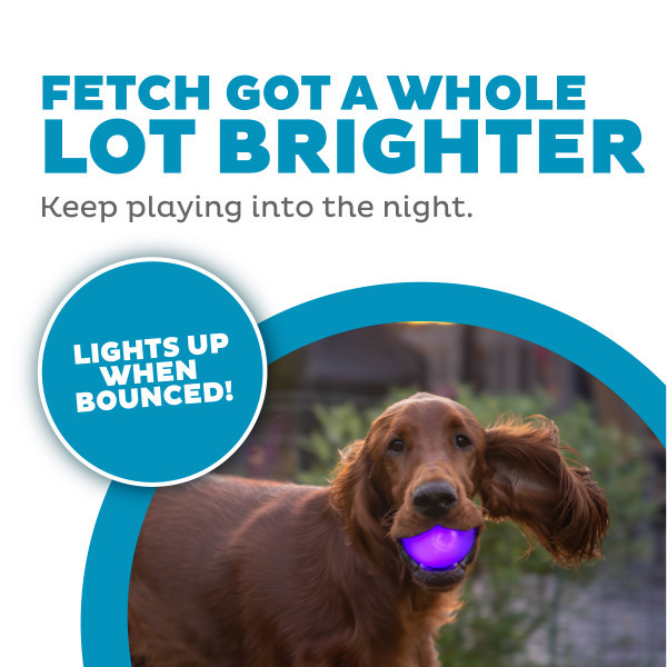 Orbee-Tuff Strobe Ball Light Up Dog Toy, Purple - Image 2