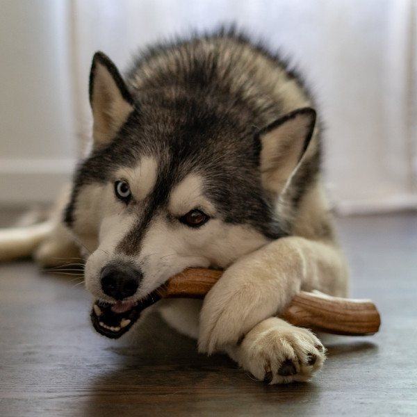 Super Dogwood Dog Chew Toy - Image 6