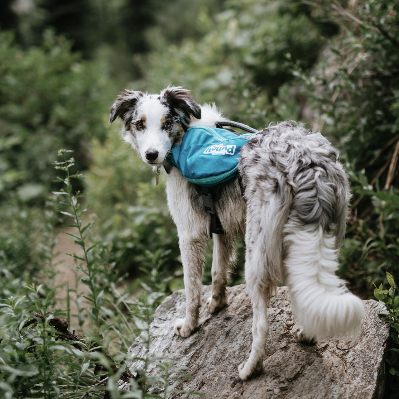 DayPak Saddleback Dog Backpack - Image 8