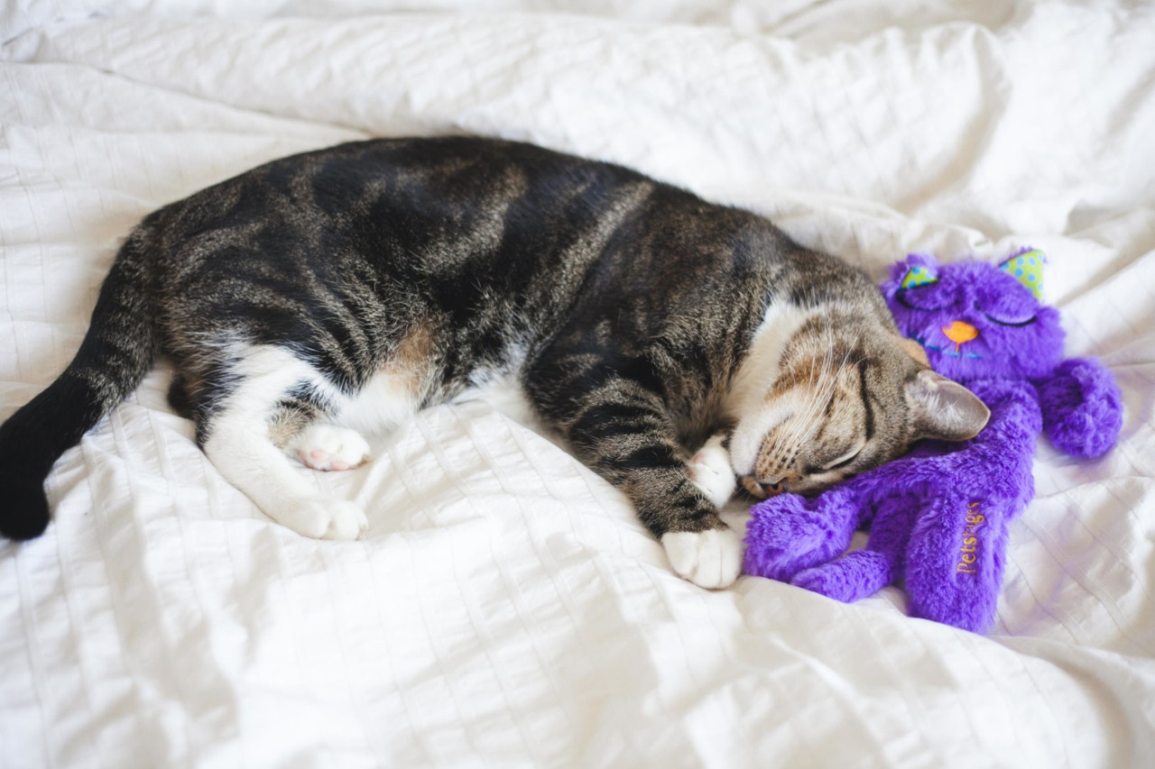 Purr Pillow Kitty Plush Cat Toy, Multi - Image 8