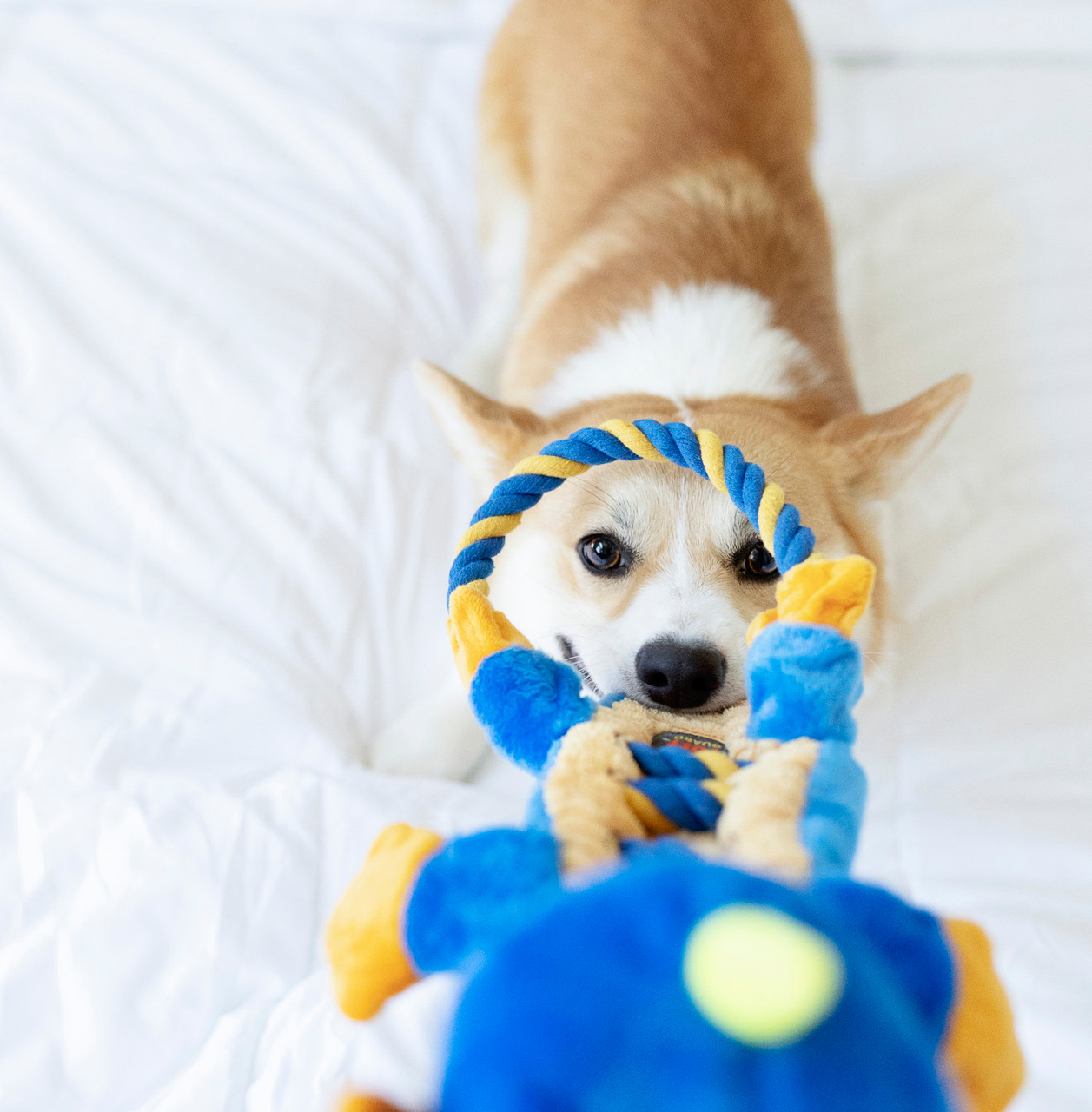 Ropes-A-Go-Go Interactive Plush Dog Tug Toy - Image 14