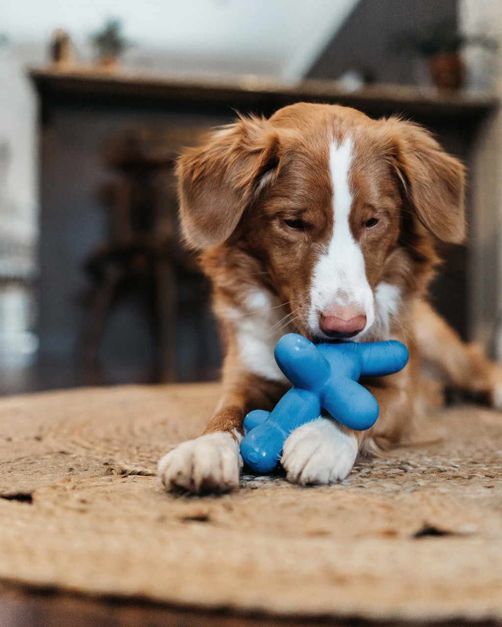Latex Rubber Balloon Squeaky Dog Toy - Image 13